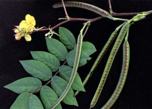 5 cassia occidentalis common name coffee senna : kasunda extract