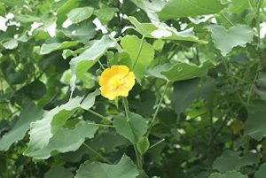 abutilon indicum common name indian mallow : kanghi extract