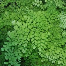 adiantum capillus veneris common name maidenhair fern : hansraj extract