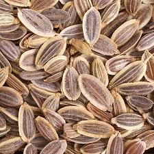 anethum graveolens common name dill : sowa extract