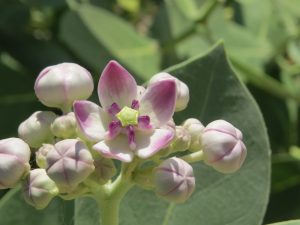 calotropis procera common name sodom apple : arka extract
