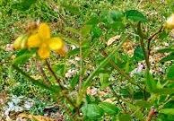 cassia occidentalis common name coffee senna : kasunda extract