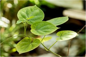 cissampelos pareira common name velvetleaf : patha extract