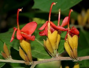 helicteres isora common name east indian screw tree : marorphali extract