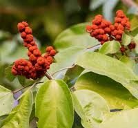 mallotus philippinensis common name kamala tree : kapila extract