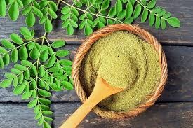moringa oleifera common name drumstick tree : sahijan extract