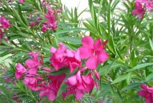 nerium indicum common name oleander : kaner extract