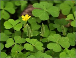 oxalis corniculata common name indian sorrel : changeri extract