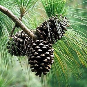 pinus roxburghii