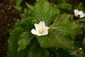 podophyllum emodi common name indian podophyllum : mayapple extract