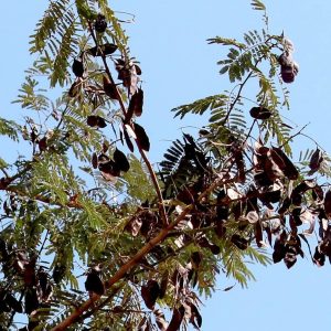 1 acacia catechu (black catechu)