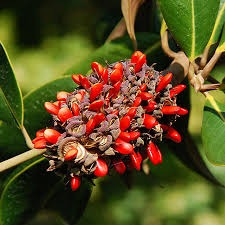 13 cissampelos pareira (patha)