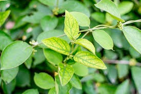 15 gymnema sylvestre