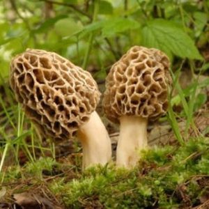 25 cmorel (morel mushroom : morchella esculenta)