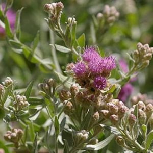 34 pluchea lanceolata (rasna)