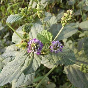 36 psoralea corylifolia (bakuchi)