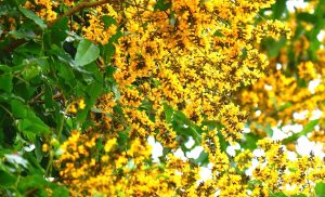37 pterocarpus marsupium (indian kino tree)