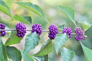 callicarpa macrophylla (beauty berry)
