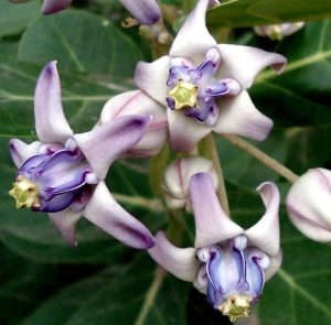 calotropis procera (swallow wort)