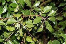 cinnamomum camphora (camphor tree)