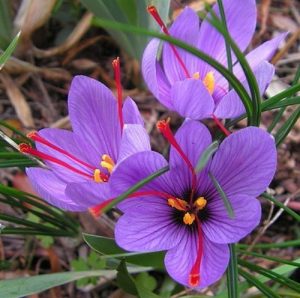 crocus sativus (saffron)