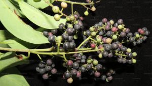 embelia ribes (vidanga)