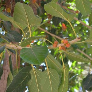 ficus benghalensis 
