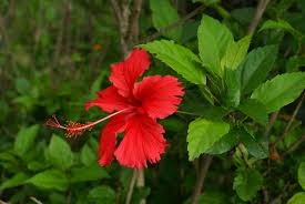 hibiscus rosa sinensis 