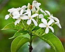 holarrhena antidysenterica 