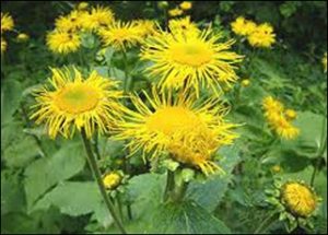 inula racemosa (pushkarmool)
