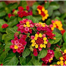 lantana camara 