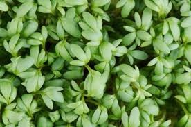 lepidium sativum 