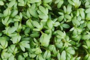 lepidium sativum (garden cress)