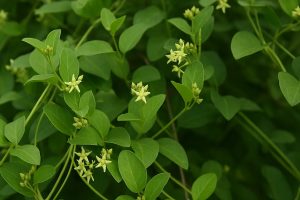 leptadenia reticulata (jivanti)