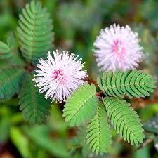 mimosa pudica 