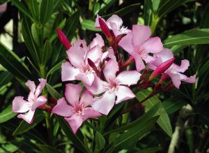 nerium indicum (indian oleander)