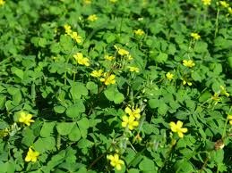 oxalis corniculata