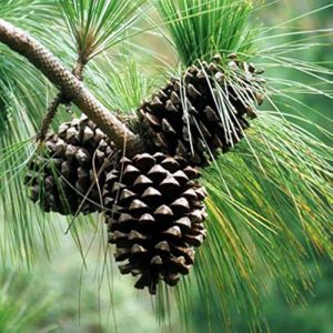 pinus roxburghii (chir pine)