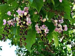 pongamia pinnata