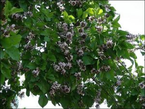 pongamia pinnata (karanja)