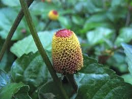 spilanthes acmella