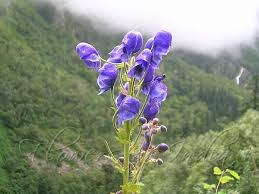 aconitum heterophyllum