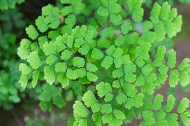 adiantum capillus