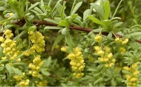 berberis aristata