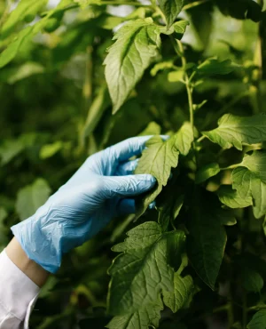 biotechnology woman engineer examining plant leaf disease